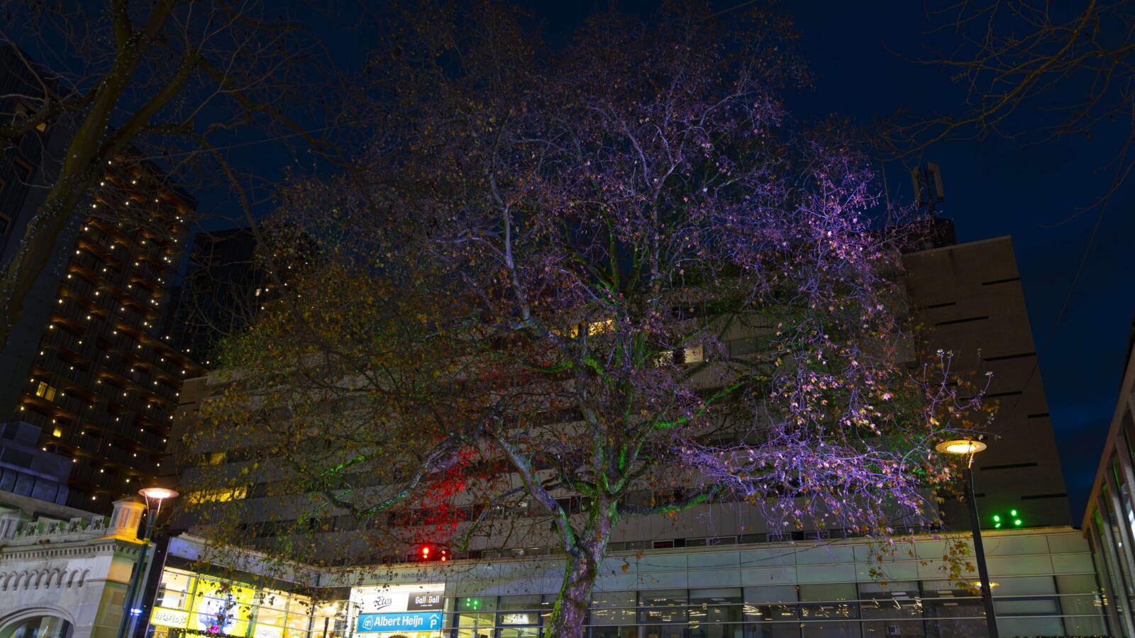 Wensboom foto